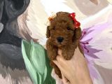 Sağlık Ve Irk Garantili Poodle Yavrularımız