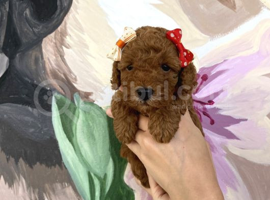 Sağlık Ve Irk Garantili Poodle Yavrularımız görsel