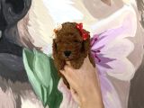 Sağlık Ve Irk Garantili Poodle Yavrularımız