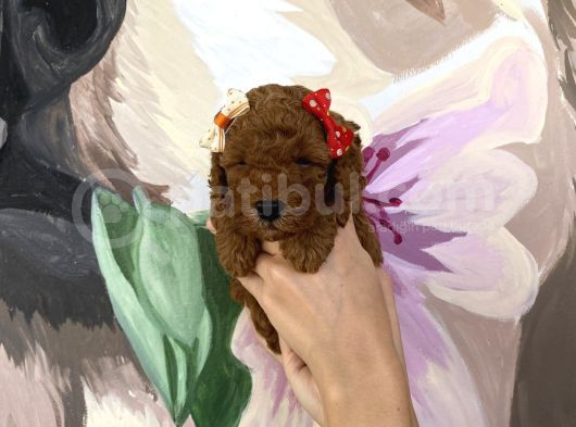 Sağlık Ve Irk Garantili Poodle Yavrularımız görsel