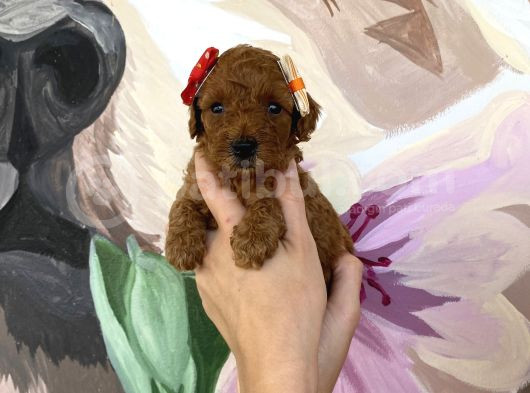 Sağlık Ve Irk Garantili Poodle Yavrularımız görsel