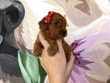 Sağlık ve ırk garantili poodle yavrularımız