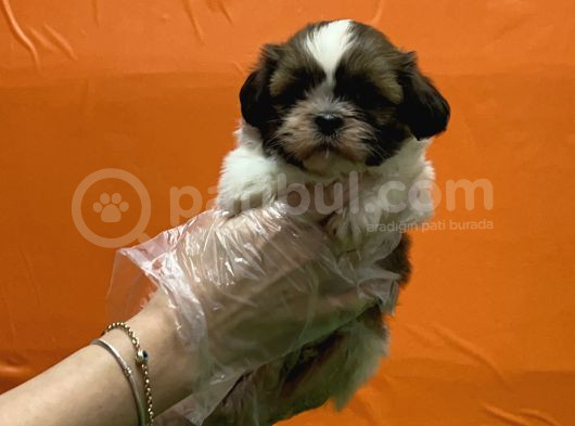 Resmi̇ Üreti̇m Çi̇ftli̇ği̇nden Shi̇h Tzu Yavru görsel