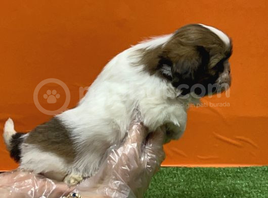 Resmi̇ Üreti̇m Çi̇ftli̇ği̇nden Shi̇h Tzu Yavru görsel