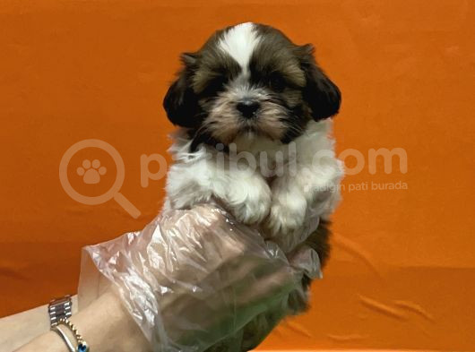 Resmi̇ Üreti̇m Çi̇ftli̇ği̇nden Shi̇h Tzu Yavru görsel