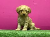 Resmi̇ Üreti̇m Çi̇ftli̇ği̇nden Toy Poodle Yavru