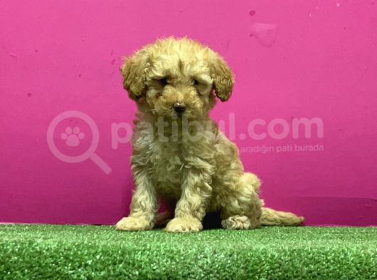 Resmi̇ Üreti̇m Çi̇ftli̇ği̇nden Toy Poodle Yavru görsel