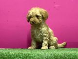Resmi̇ Üreti̇m Çi̇ftli̇ği̇nden Toy Poodle Yavru