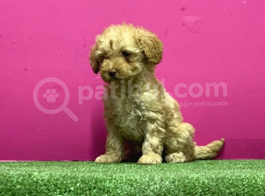 Resmi̇ Üreti̇m Çi̇ftli̇ği̇nden Toy Poodle Yavru görsel