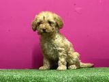 Resmi̇ Üreti̇m Çi̇ftli̇ği̇nden Toy Poodle Yavru