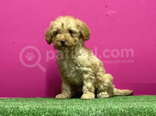 Resmi̇ Üreti̇m Çi̇ftli̇ği̇nden Toy Poodle Yavru görsel
