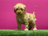 Resmi̇ Üreti̇m Çi̇ftli̇ği̇nden Toy Poodle Yavru