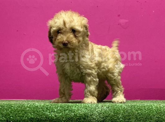 Resmi̇ Üreti̇m Çi̇ftli̇ği̇nden Toy Poodle Yavru görsel