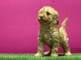 Resmi̇ Üreti̇m Çi̇ftli̇ği̇nden Toy Poodle Yavru
