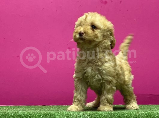 Resmi̇ Üreti̇m Çi̇ftli̇ği̇nden Toy Poodle Yavru görsel