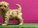 Resmi̇ Üreti̇m Çi̇ftli̇ği̇nden Toy Poodle Yavru