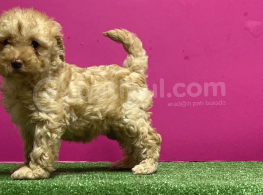 Resmi̇ Üreti̇m Çi̇ftli̇ği̇nden Toy Poodle Yavru görsel