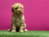 RESMİ ÜRETİM ÇİFTLİĞİNDEN TOY POODLE YAVRU