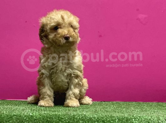 Resmi̇ Üreti̇m Çi̇ftli̇ği̇nden Toy Poodle Yavru