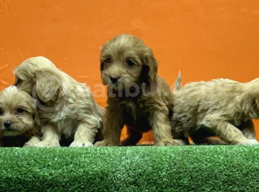 Resmi̇ Üreti̇m Çi̇ftli̇ği̇nden Malti̇poo Yavrular görsel