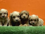 Resmi̇ Üreti̇m Çi̇ftli̇ği̇nden Malti̇poo Yavrular
