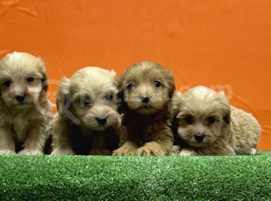 Resmi̇ Üreti̇m Çi̇ftli̇ği̇nden Malti̇poo Yavrular görsel