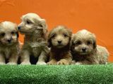Resmi̇ Üreti̇m Çi̇ftli̇ği̇nden Malti̇poo Yavrular