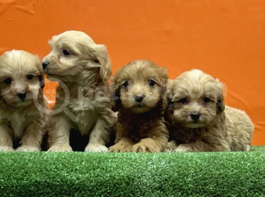 Resmi̇ Üreti̇m Çi̇ftli̇ği̇nden Malti̇poo Yavrular görsel