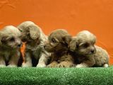 Resmi̇ Üreti̇m Çi̇ftli̇ği̇nden Malti̇poo Yavrular