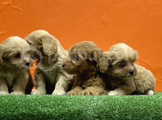 Resmi̇ Üreti̇m Çi̇ftli̇ği̇nden Malti̇poo Yavrular görsel