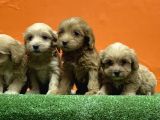 Resmi̇ Üreti̇m Çi̇ftli̇ği̇nden Malti̇poo Yavrular