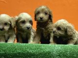 RESMİ ÜRETİM ÇİFTLİĞİNDEN MALTİPOO YAVRULAR