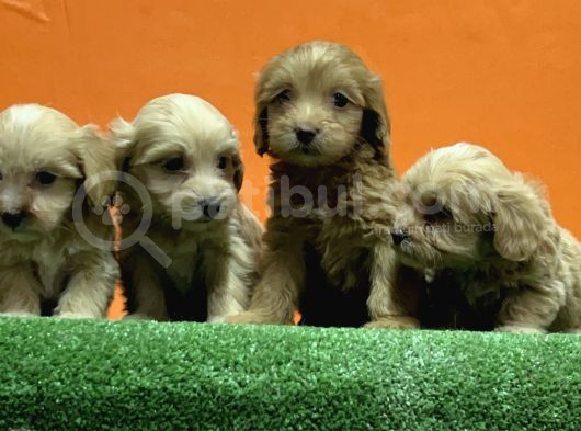 Resmi̇ Üreti̇m Çi̇ftli̇ği̇nden Malti̇poo Yavrular