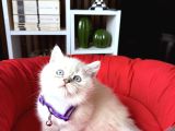 Birbirinden Güzel Safkan British Shorthair Yavrular