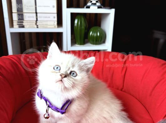 Birbirinden Güzel Safkan British Shorthair Yavrular görsel
