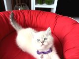Birbirinden Güzel Safkan British Shorthair Yavrular