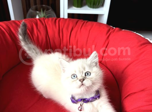 Birbirinden Güzel Safkan British Shorthair Yavrular görsel