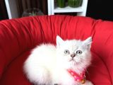 Birbirinden Güzel Safkan British Shorthair Yavrular