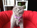 Birbirinden Güzel Safkan British Shorthair Yavrular