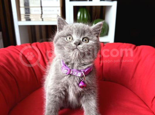 Birbirinden Güzel Safkan British Shorthair Yavrular görsel