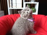 Birbirinden Güzel Safkan British Shorthair Yavrular