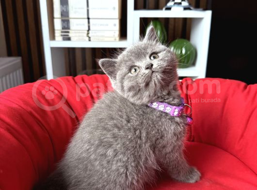 Birbirinden Güzel Safkan British Shorthair Yavrular görsel