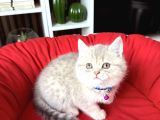 Birbirinden Güzel Safkan British Shorthair Yavrular