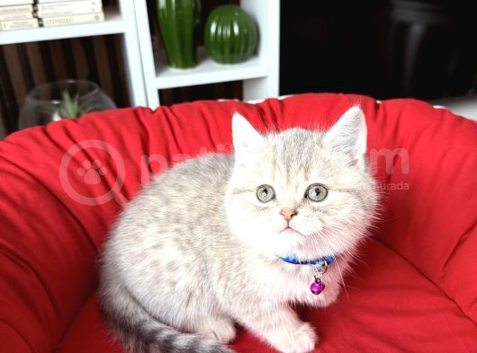 Birbirinden Güzel Safkan British Shorthair Yavrular görsel