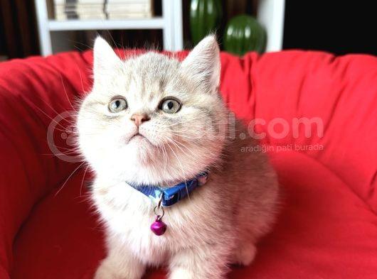 Birbirinden Güzel Safkan British Shorthair Yavrular görsel