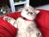 Birbirinden Güzel Safkan British Shorthair Yavrular