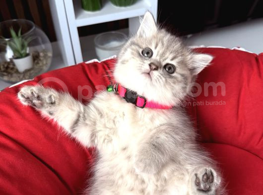 Birbirinden Güzel Safkan British Shorthair Yavrular görsel