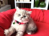Birbirinden Güzel Safkan British Shorthair Yavrular