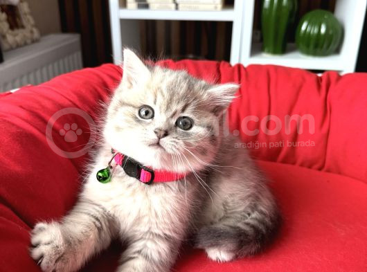 Birbirinden Güzel Safkan British Shorthair Yavrular görsel