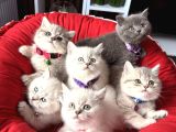 Birbirinden Güzel Safkan British Shorthair Yavrular